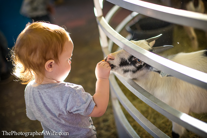 Fair 2013-23