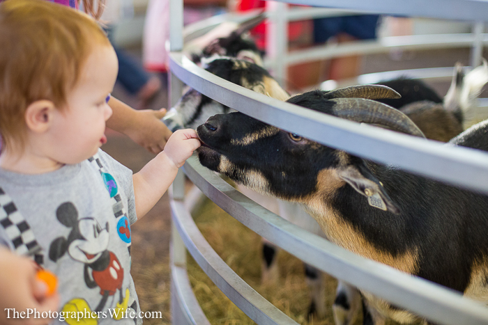 Fair 2013-24