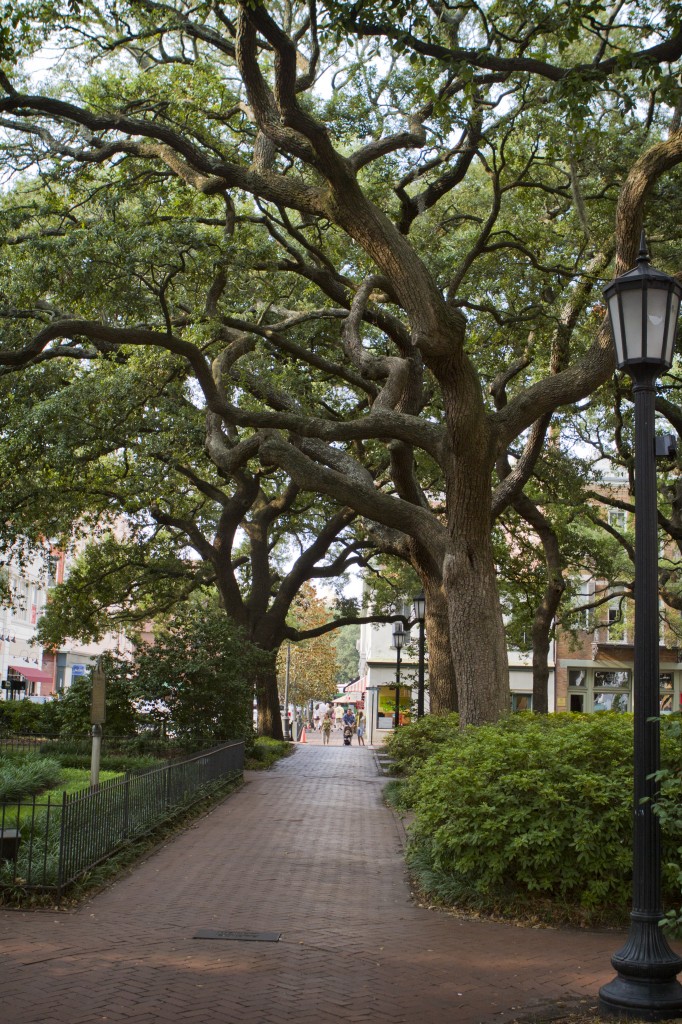 savannah 5