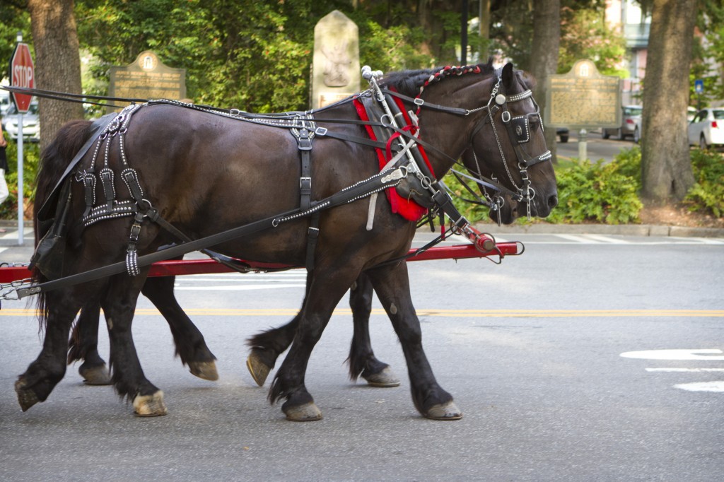 savannah 7