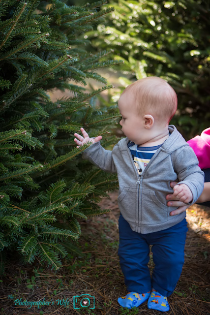 First Christmas Tree-2
