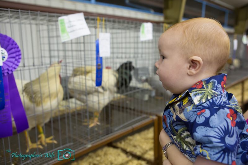 North Florida Fair-12