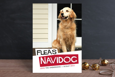 Pet Cards