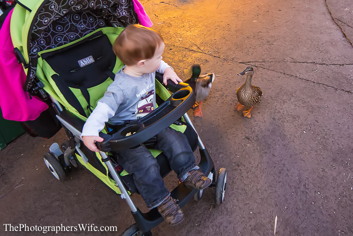 January Disney Trip-166