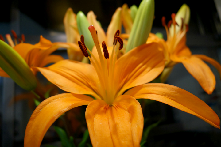 Bouqs 2