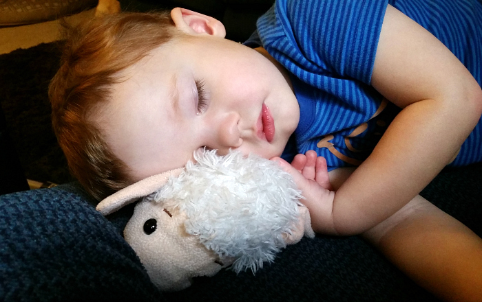 Sheep 3